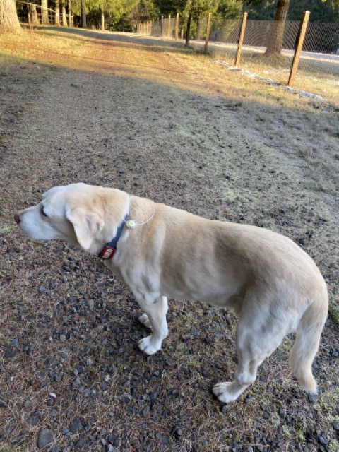 PEMF Ring Is Saving A 14 Year Old Labrador Matrix Therapy Products