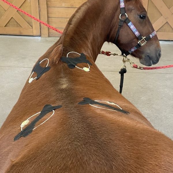Four PEMF Rings applied to horse's back.