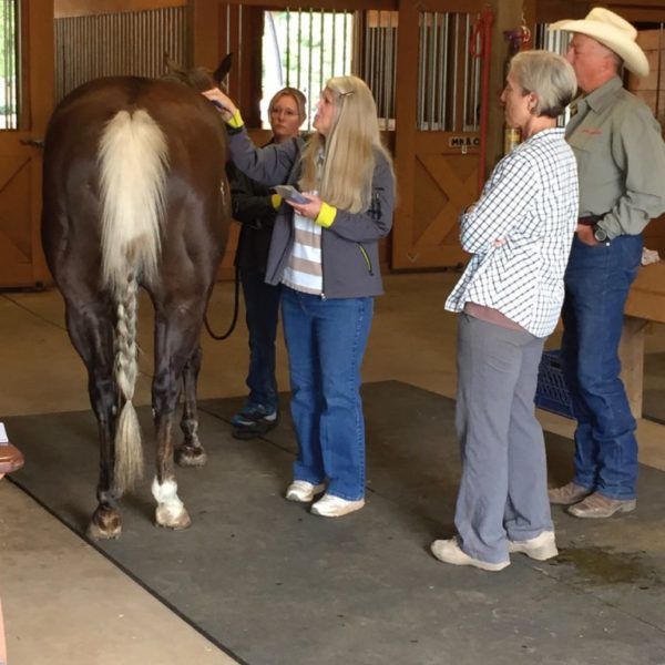 MicroCurrent Class for Horses: Sept 14th & 15th 2024 ( 092024)