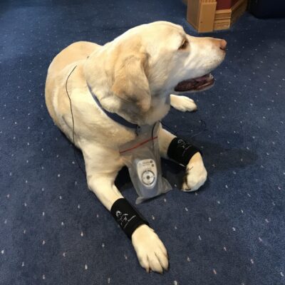 MicroCurrent for Dogs