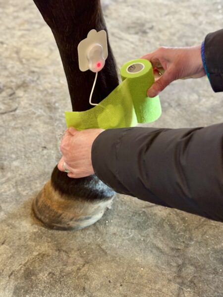 Matrix MCT Patch being secured with Vet Wrap