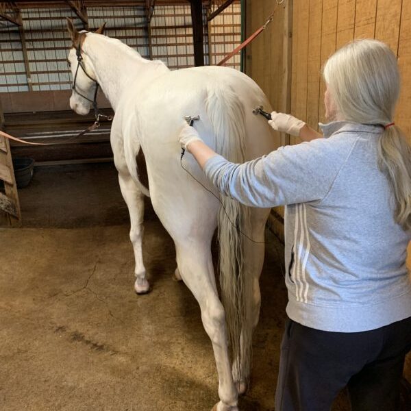 MicroCurrent for Horses Class: Aug 16th & 17th 2025 (082025)