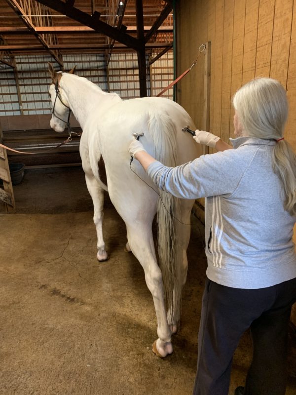 MicroCurrent for Horses Class: Aug 16th & 17th 2025 (082025) - Image 2