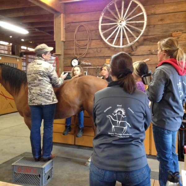MicroCurrent for Horses Class: Oct 25th & 26th 2025 (10-2025)