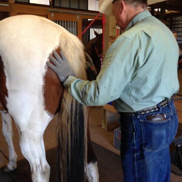MicroCurrent for Horses Class: April 25, 26th 2026