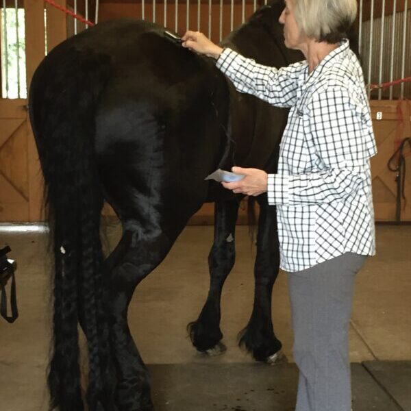 MicroCurrent for Horses Class: April 25, 26th 2026