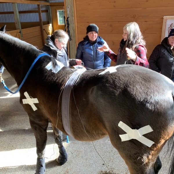 MicroCurrent Class for Horses: Sept 14th & 15th 2024 ( 092024)