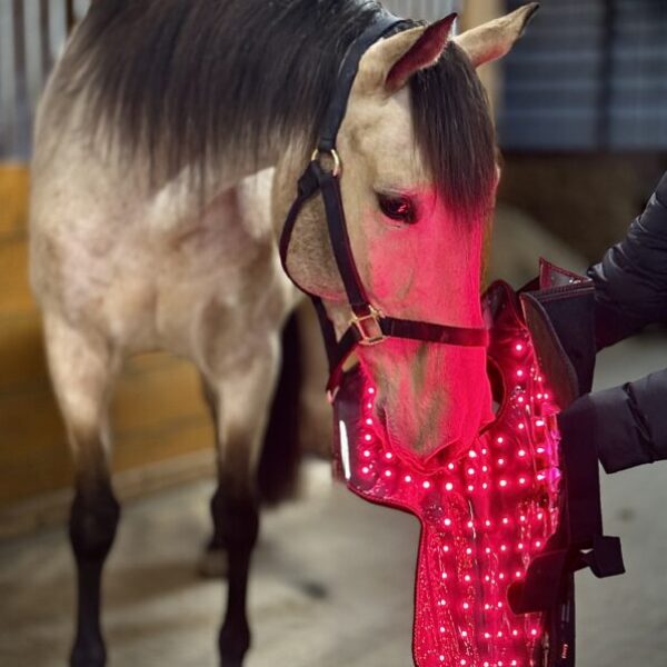 Light Therapy Head Cap for Horses (LED-PC)