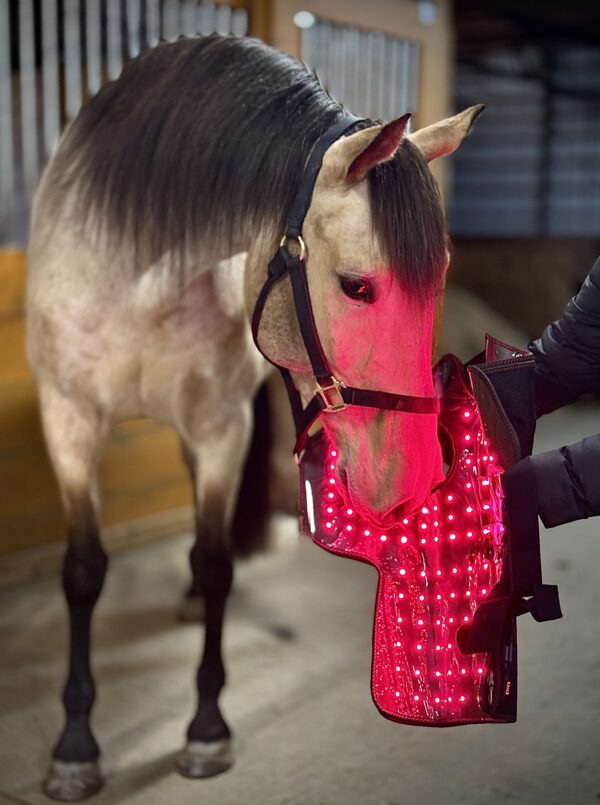 Light Therapy Head Cap for Horses (LED-PC) - Image 2