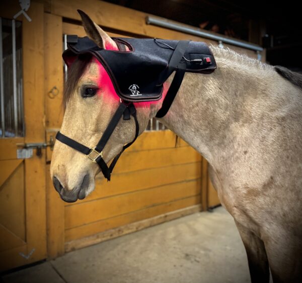 Light Therapy Head Cap for Horses (LED-PC)