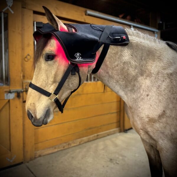 Light Therapy Head Cap for Horses (LED-PC)