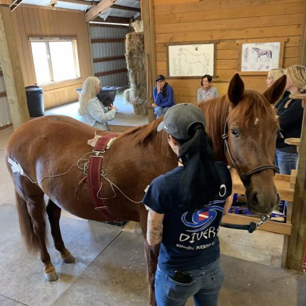 MicroCurrent for Horses Class: July 18th, 19th 2026